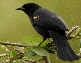 Bird