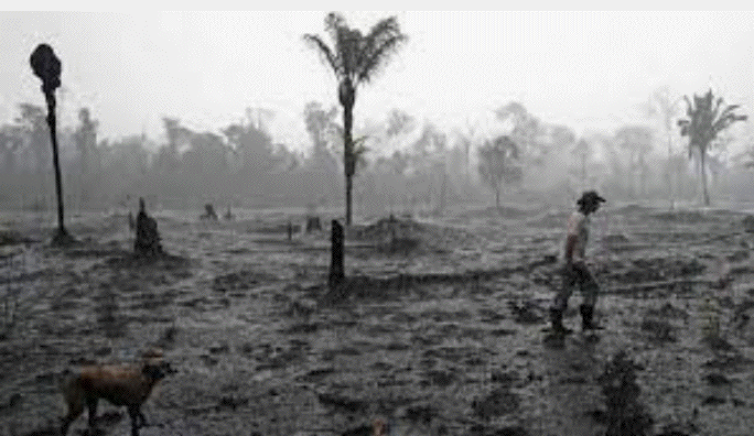 Ecocide 