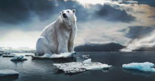 Polar Bear