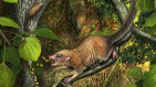 diurnal mammal
                                                      evolution