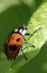 Plant-Insect
